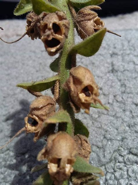 These Dead Snapdragons Look Like Tiny Skulls : r/mildlyinteresting