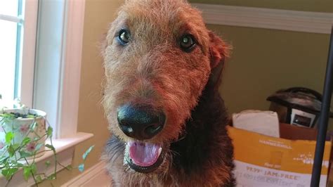 Airedale Terrier Female Mrjake And Pets