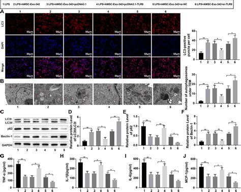 Amsc Exo Ameliorates Lps Induced Inflammation By Targeting Tlr To