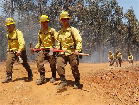 Chile Trabajadores De Conaf Denuncian Privatización Galopante Del