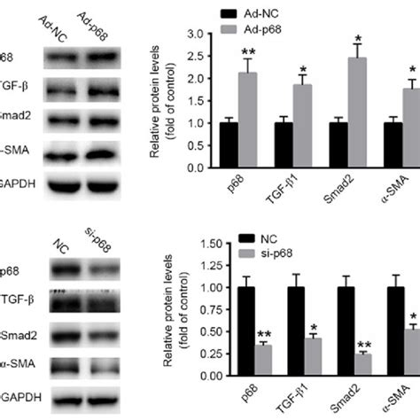 p68 stimulates the expression of TGF β1 in CaSki cells A Western