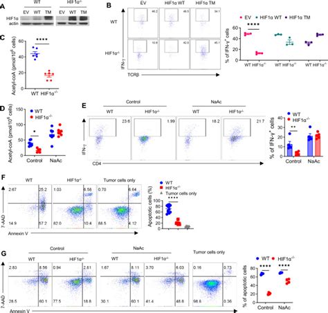 Annexin V Binding Buffer Thermo Fisher Bioz