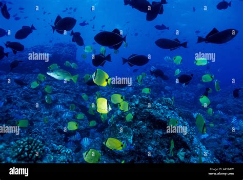 Underwater Scene Of Hawaiian Reef Fish Stock Photo Alamy