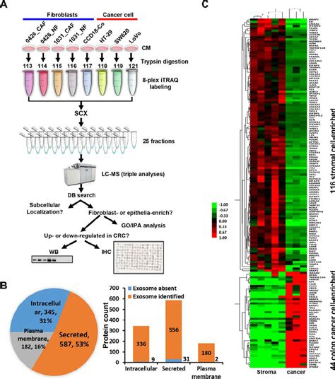 Quantitative Proteomic Analysis Of The Secretomes Of Colon Cancer Cells Download Scientific