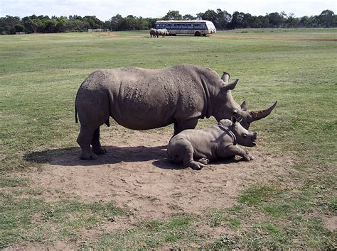 Southern White Rhinoceros and Free Photo Download | FreeImages