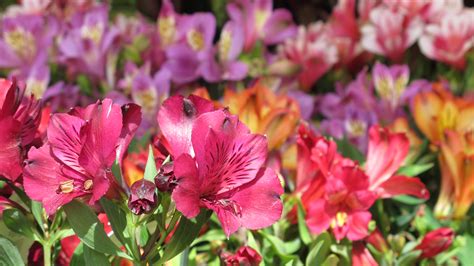 Alstroemeria Select The Peruvian Lily Specialist