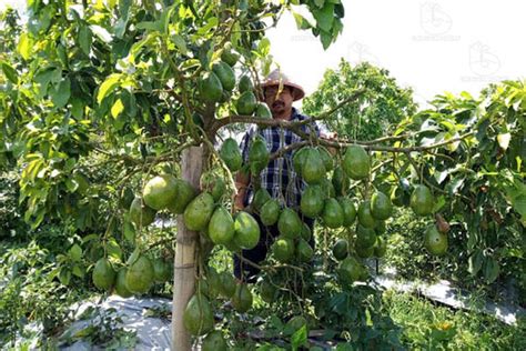 Kesuksesan Petani Budidaya Alpukat Raksasa 2 Kg Pak Tani Digital