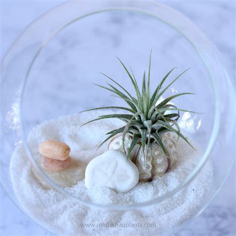 Glass Air Plant Displays Glass Is Modern Glass Is Sleek Air Plant