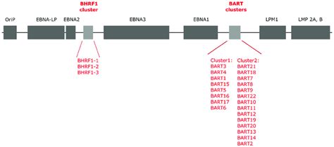 Schematic Presentation Of The Epstein Barr Virus Genome Structure