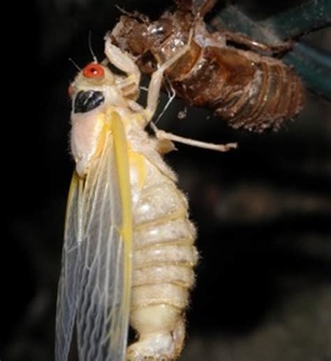 Cicada Life Cycle