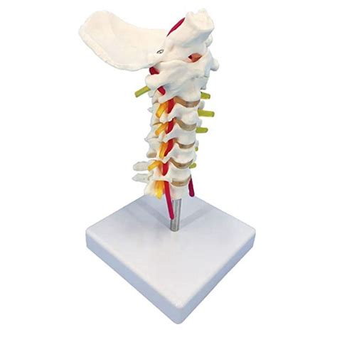 Cervical Spine Model With Nerves Life Size Cervical Vertebral Spine