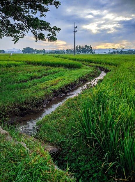 Premium Photo Rice Field Irrigation