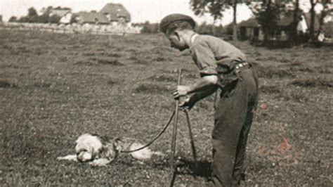 Ricky El Perro Que Salvó A Todo Su Escuadrón Durante La Segunda Guerra