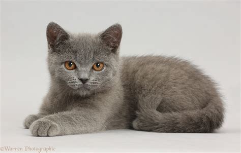 Blue British Shorthair kitten on grey background photo WP41967