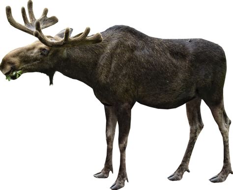 Realistic Moose Transparent Png All