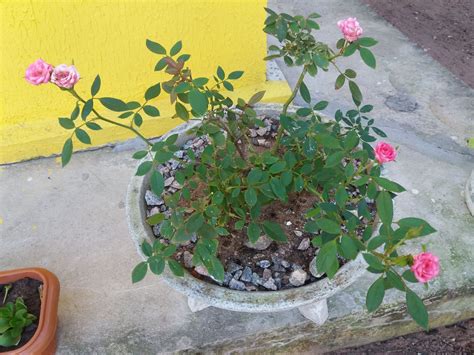 Mini Rosa Gosta De Sol - mini rosas sao lindas gostam de bastante sol e pouca água florem o ano ...