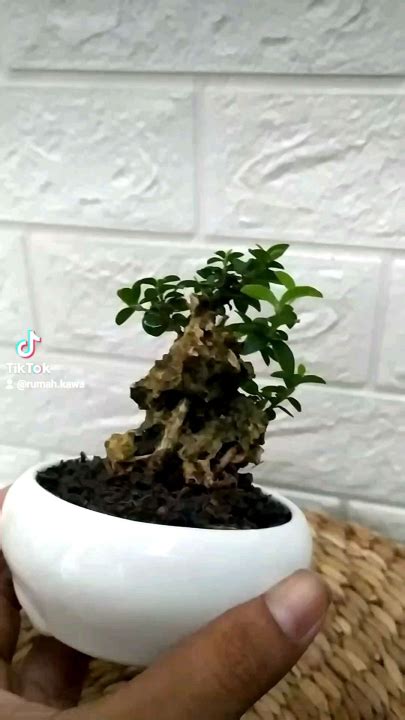 Tanaman Bonsai Mini Boxus Mikro Mirten Mame Lazada Indonesia