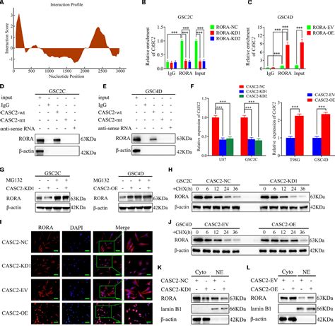 Figure From The Eif A Casc Rora Feedback Loop Regulates The