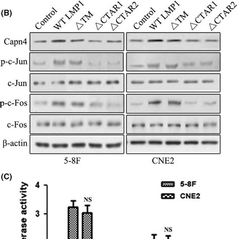 Expression Of Epstein‐barr Virus Latent Membrane Protein 1 Lmp1 And