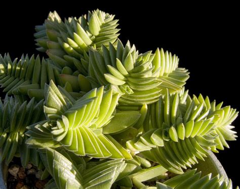 Crassula capitella