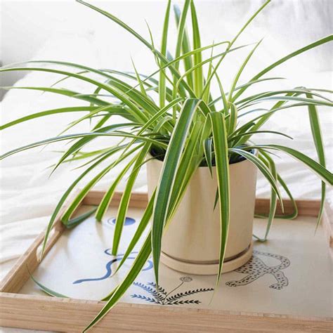 4 Spider Plant Benefits