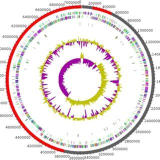 Graphical Circular Map Of The Genome Of Strain AT11T From Outside To