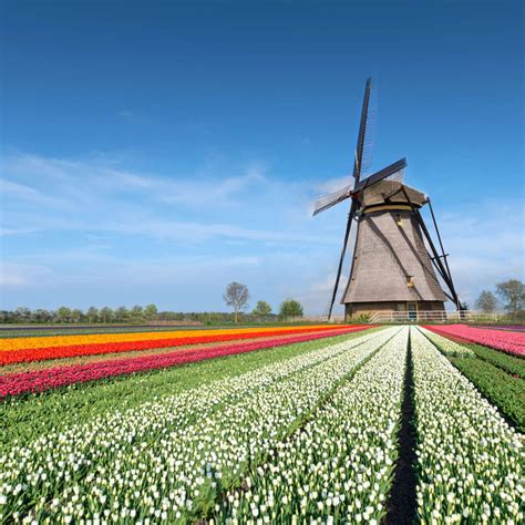 Windmill And Tulips Wall Art | Photography