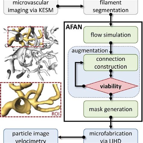 3D Volume Rendering Of A Fabricated Microvascular Network Top And Its