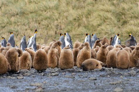 King penguin chicks | Stock image | Colourbox