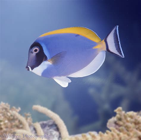 Powder Blue Surgeonfish Photo Wp08385