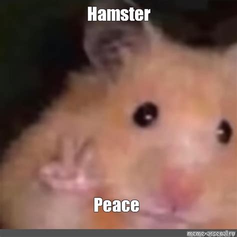 Create Meme Hamster Hamster Funny Hamsters Pictures Meme