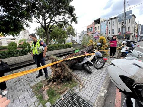 颱風沒到災情先來！彰化路樹倒塌壓3機車 1人受傷送醫 自由電子報 Line Today