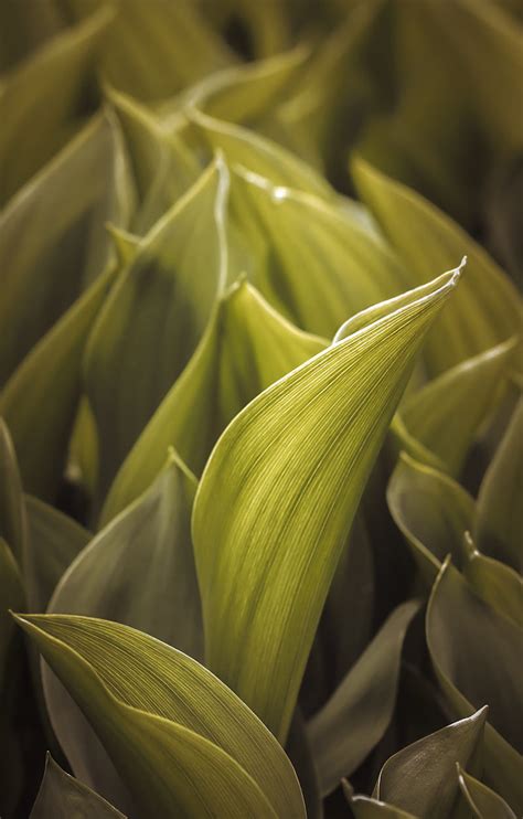 Green Leaves Macro Hd Phone Wallpaper Peakpx