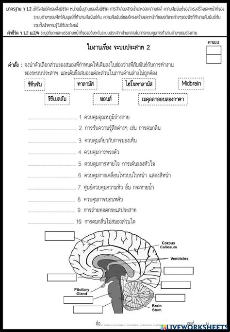 ระบบประสาท2 worksheet Teachers Workbook Teaching