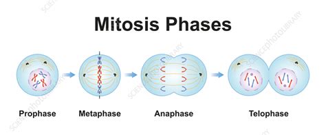 Mitosis Stages