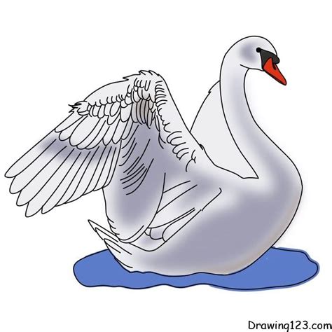 Swan Wing Drawing