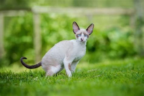 Cornish Rex Il Gatto Acrobata Che Arriva Dalla Cornovaglia