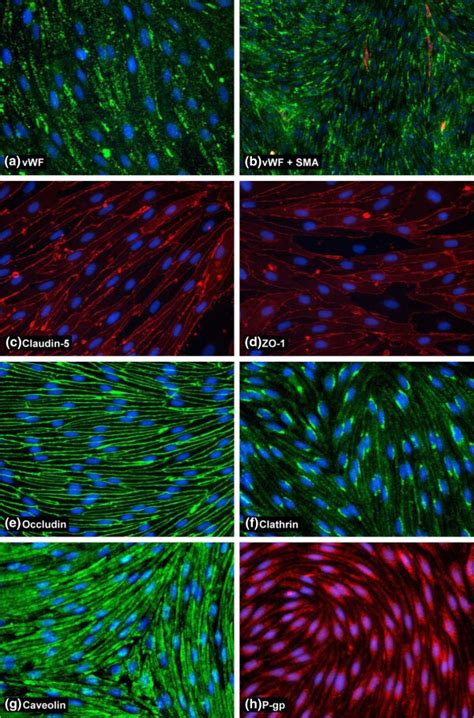 Claudin Antibody Monoclonal C C