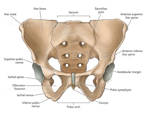 Pelvis, Labeled Illustration | Stock Image - Science Source Images