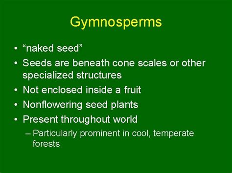 Gymnosperms Chapter 24 Gymnosperms Naked Seed Seeds Are