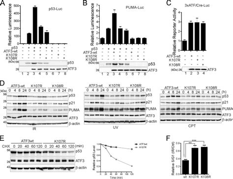 Competitive Ubiquitination Activates The Tumor Suppressor P53 Cell