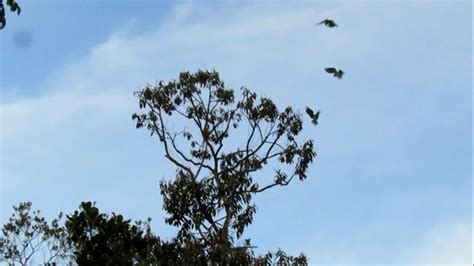 Mikat Burung Betet Di Pinggir Danau Air Merah Markas Terbesarnya Burung