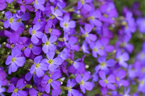 Aubrieta Flower Timing And Steps To Care For It Right Uk Usa Europe