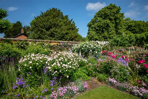 Kevin Pointer Photography - Mottisfont Rose Garden