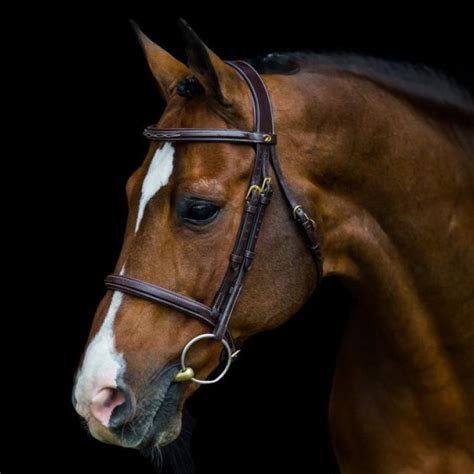 CATOKI explose les statistiques Béligneux le haras