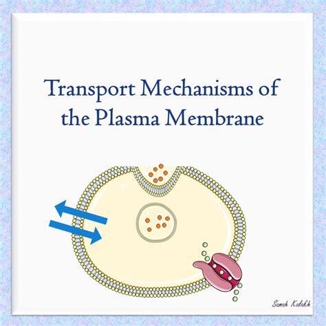 Transport Mechanisms of the Plasma Membrane – You Can Do It!