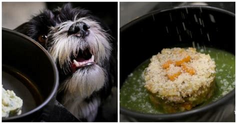 A Roma Ha Aperto Fiuto Il Primo Ristorante Gourmet Per Cani Ecco