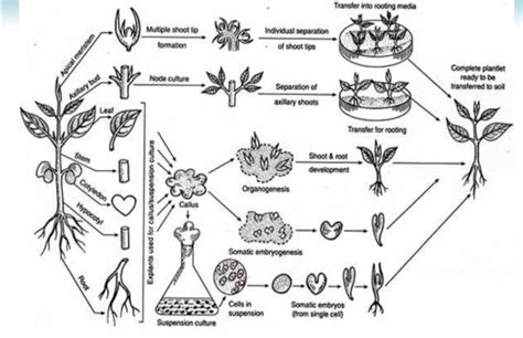 Tissue Culture Explants Definition Types And Sterilization Plant