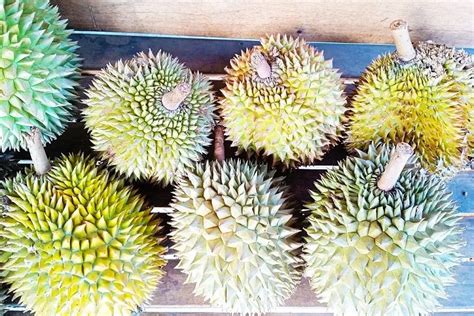 Daging Durian Baik Untuk Kesehatan Sistem Pencernaan Bagaimana Dengan