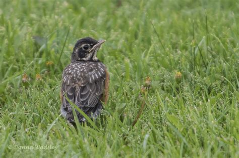 American Robin Fledgling Learning To Fly | Photos by Donna